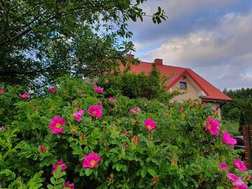 Фотографии Загородные дома Morskie Zacisze Osłonino г. Osłonino (Польша) №1 Фото Загородные дома Morskie Zacisze Osłonino г. Osłonino 1